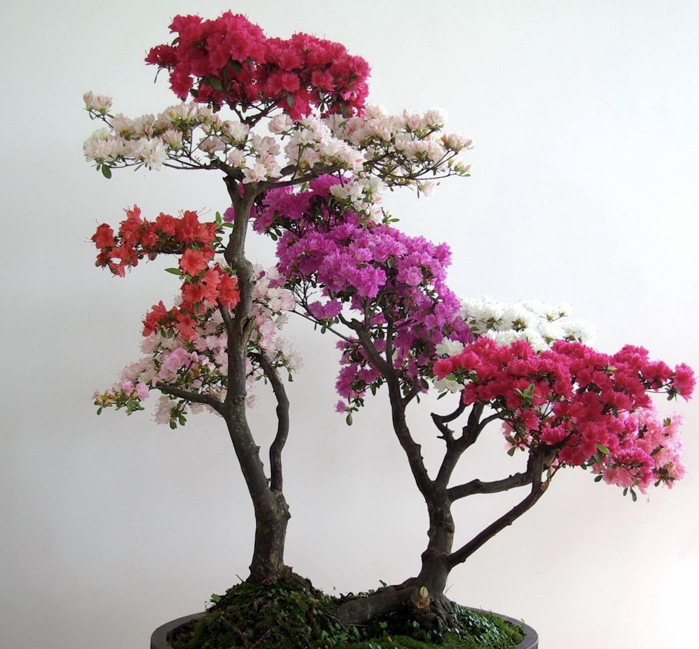 5,1适合客厅摆放的盆栽还有百合常青藤虎皮兰 2摆放大盆或中盆盆栽时