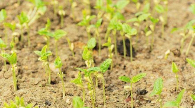 水培黄豆苗的种植方法