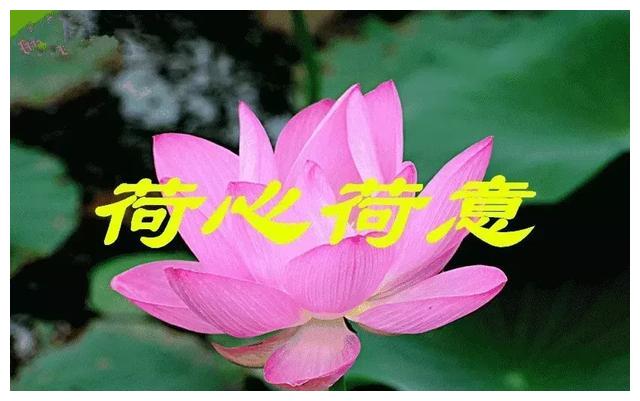 立夏,问候|问候|福气|荷花_新浪新闻