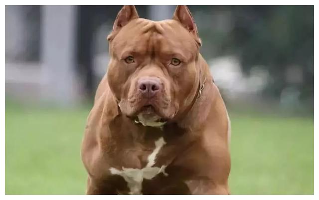 天生斗士比特犬__财经头条