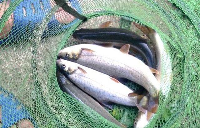 藏在深山里的细鳞鱼算得上淡水鱼中的极品