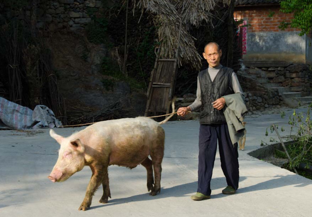 小伙看到街头有人"溜猪"十分好奇,当它转过身来却让他哭笑不得
