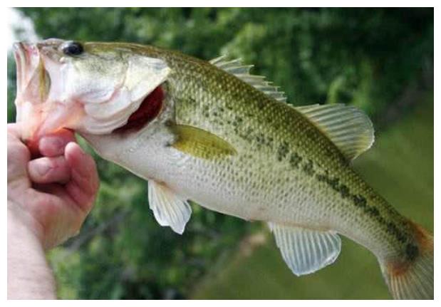 今天才知道海鲈鱼和淡水鲈鱼差别这么大选对了才肉嫩味美