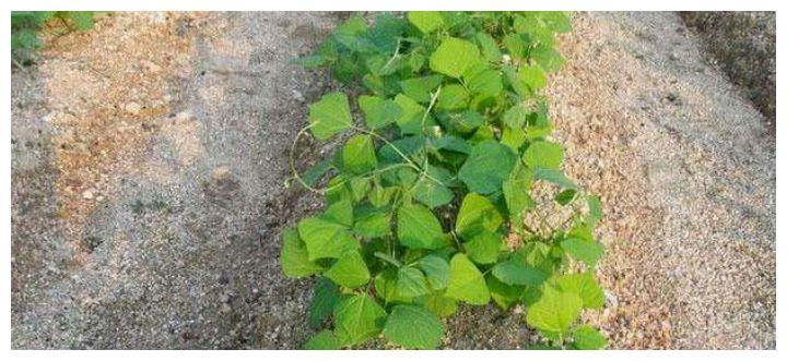 粉葛 沙葛和怀山是同一种植物吗 财经头条