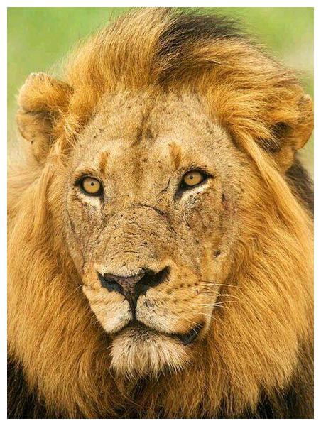 传奇雄狮联盟坏男孩(又译黑手党)__财经头条