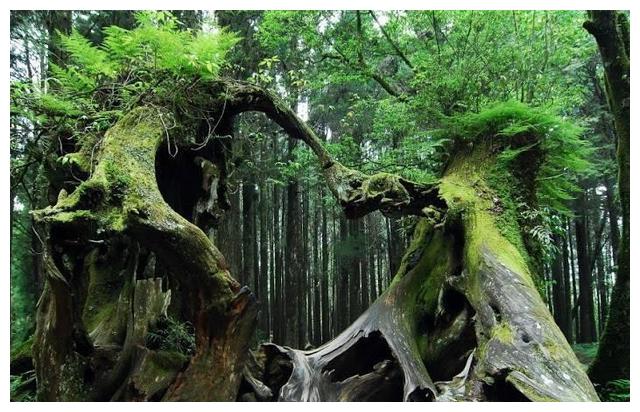 探秘中国古代十大神树 帝王仙逝帝王树断一枝|神树|帝王|柏树_新浪