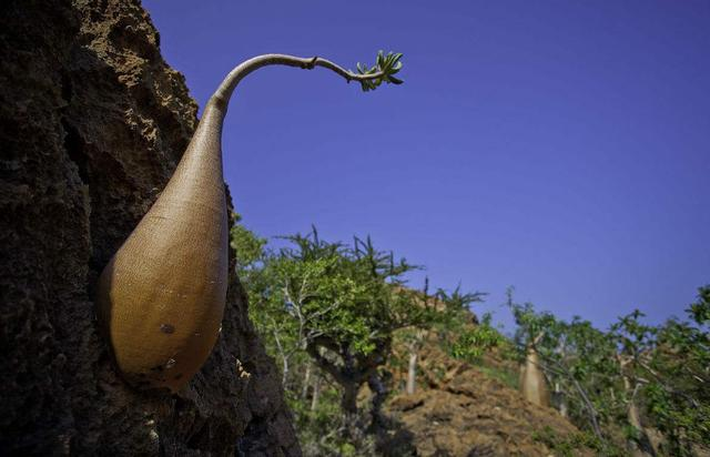 全球最能储水的树,一棵树能储存2吨水,可供4口之家饮用半年