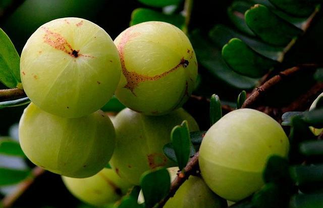 Fresh amla botanical fruit