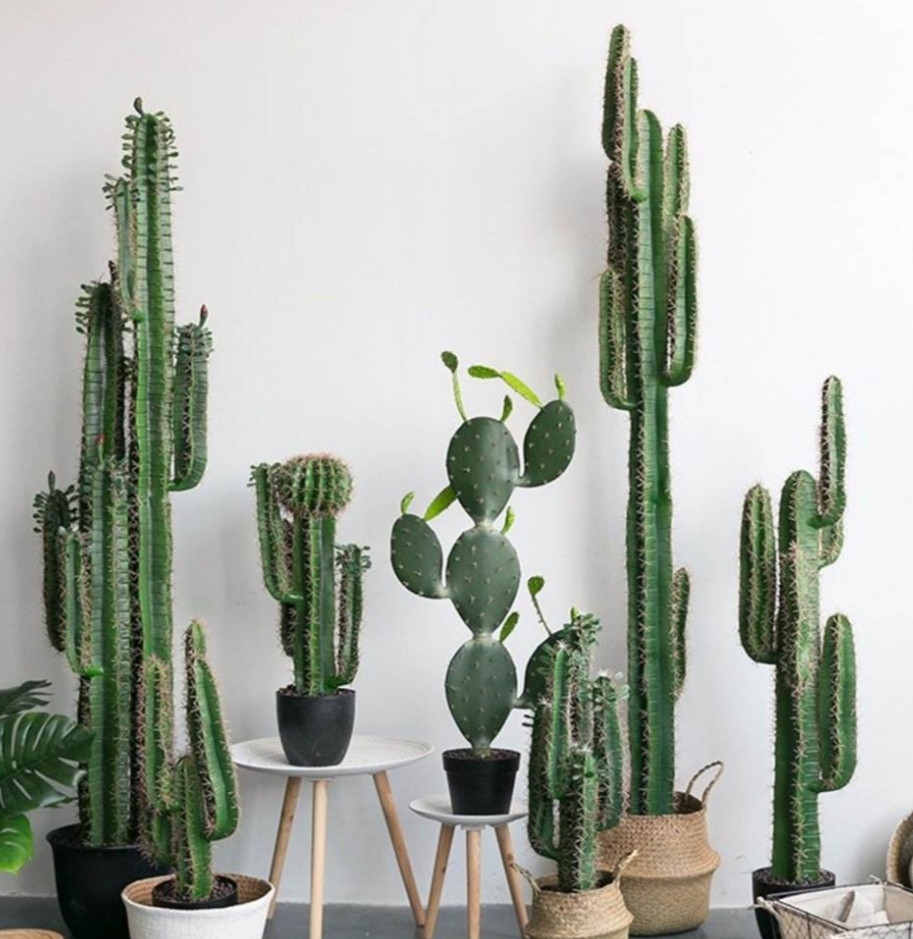 1种仙人掌科植物株形高大挺拔养在家里威武又霸气