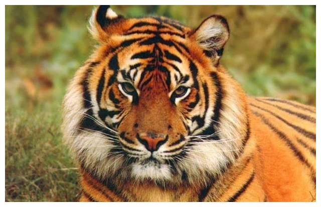 母老虎失去幼崽伤心绝食,饲养员找来一窝猪崽,没过多久就后悔了