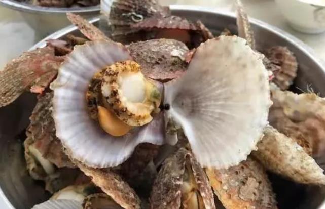 原来海边人是这样吃扇贝的，这才是扇贝的正确吃法，真是长见识了休闲区蓝鸢梦想 - Www.slyday.coM