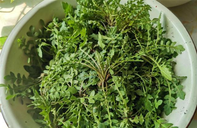 春天吃这种野菜降压又明目给肉都不换