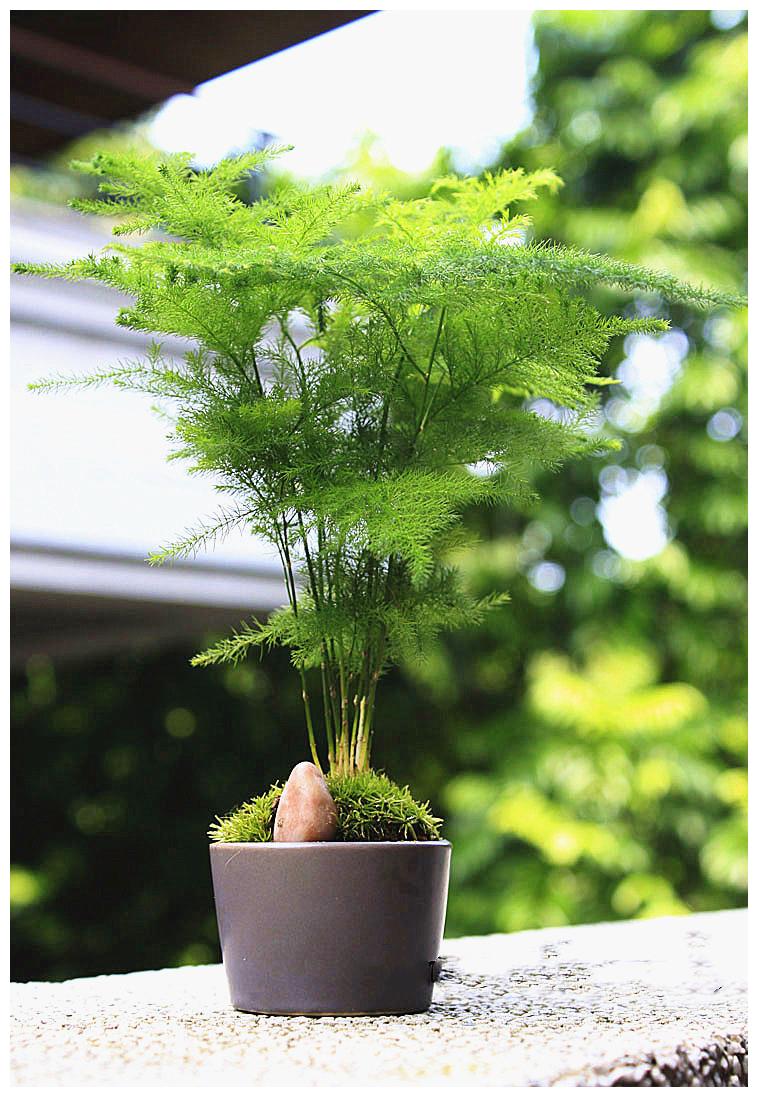 文竹闹脾气,从这四个方面教育,乖乖生长,强壮又翠绿