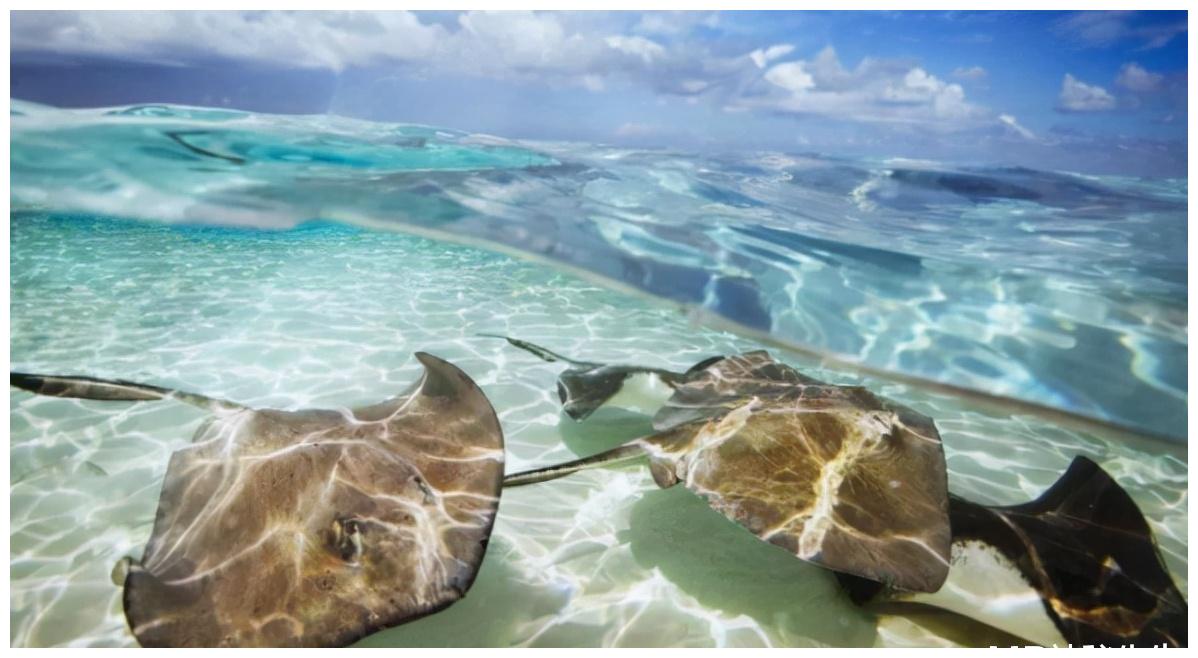 被动物占领的9座岛屿，看到它们会被萌化，你准好了吗？（下）休闲区蓝鸢梦想 - Www.slyday.coM