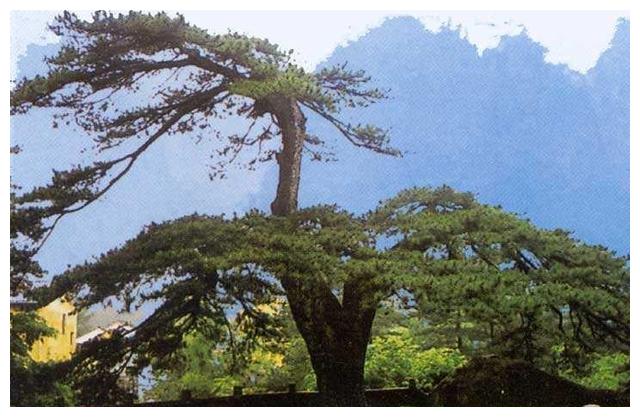 探秘中国古代十大神树帝王仙逝帝王树断一枝