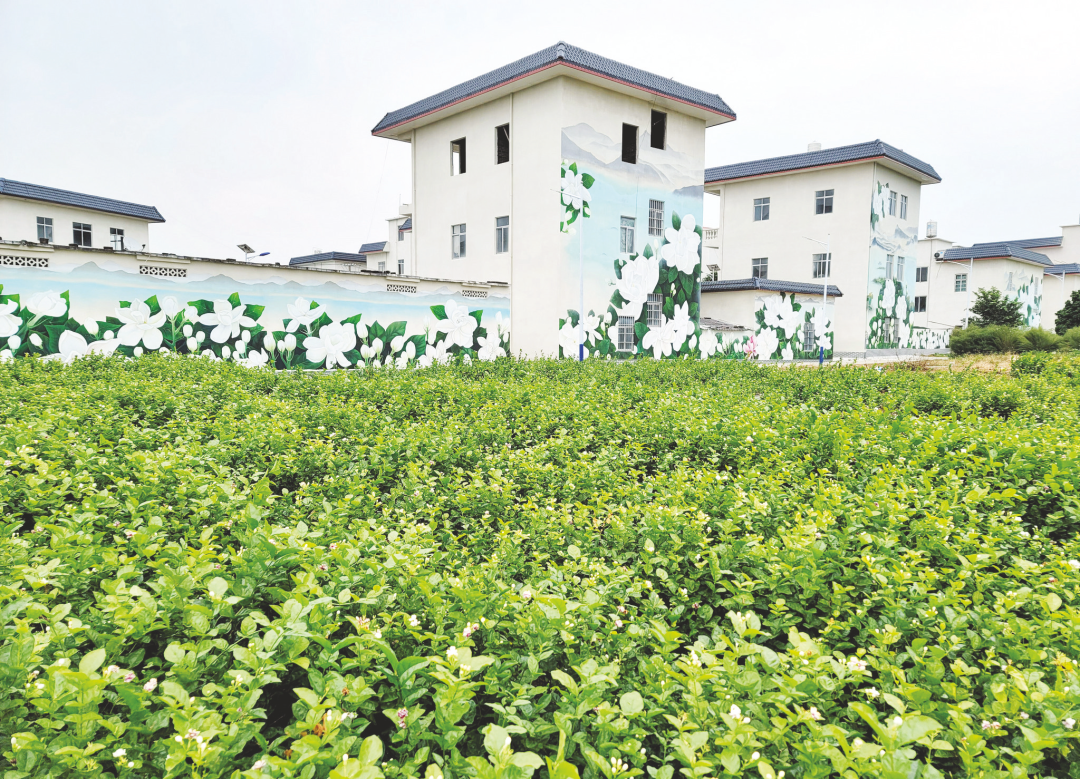 横州市加快推进全国数字乡村试点工作|茉莉花|乡村|试点工作_新浪新闻