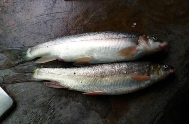 藏在深山里的细鳞鱼算得上淡水鱼中的极品