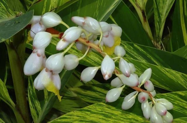 草寇大多数情况下被作为当地的一种调料,因为它们的生长具有局限性