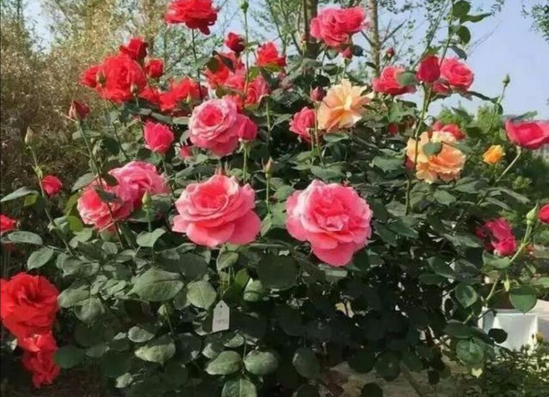 3种阳性花卉,肥水充足没阳光,照样不开花