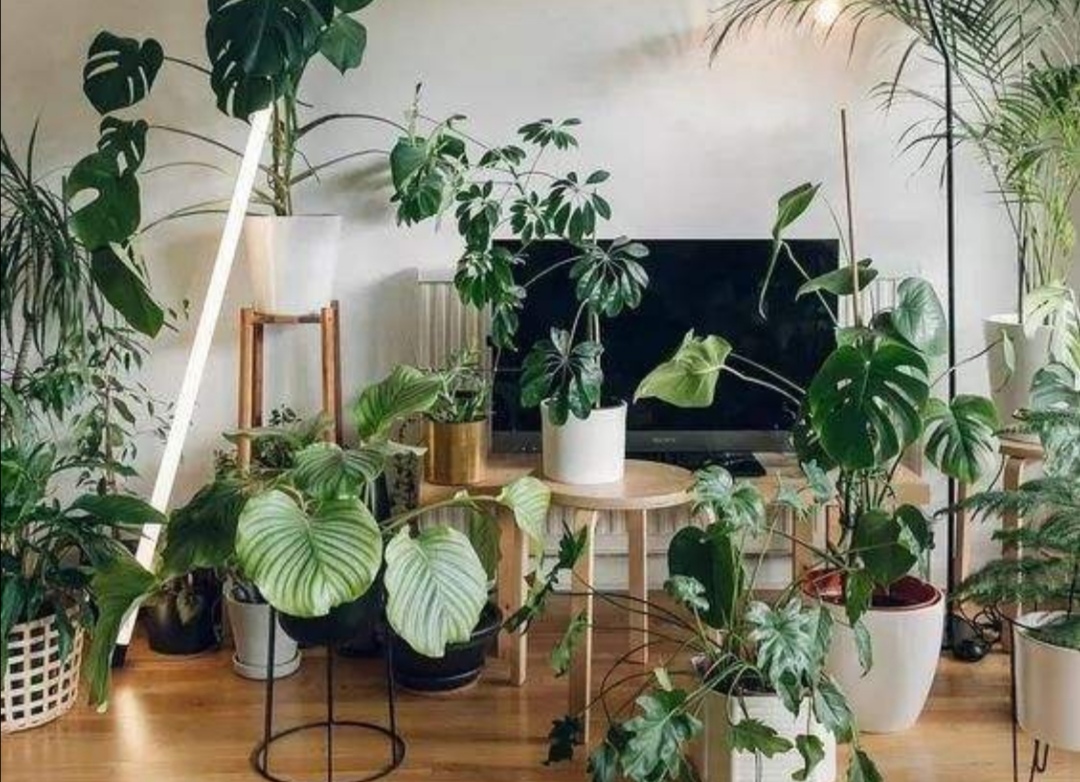 在室内养花,美观又大方,但有3个位置不能随便摆放