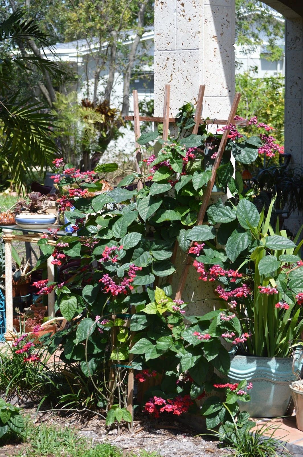 阴的阳台种爬藤的龙吐珠开花性很不错常年可看到花苞冒出来