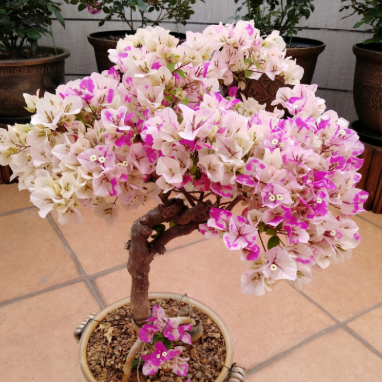 想养老桩三角梅?教你栽培技巧,不出2年就能养成"大老桩"