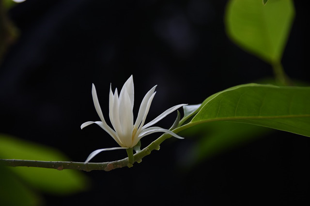 阳春三月 当白玉兰遇上白兰花 你分清了么 白玉 白兰花 白玉兰 新浪新闻