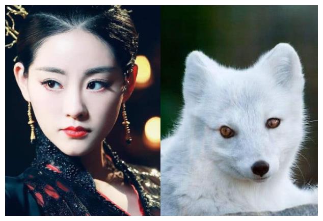 玄女真身vs白浅真身vs凤九真身,青丘颜值果然高,夜华:我呢