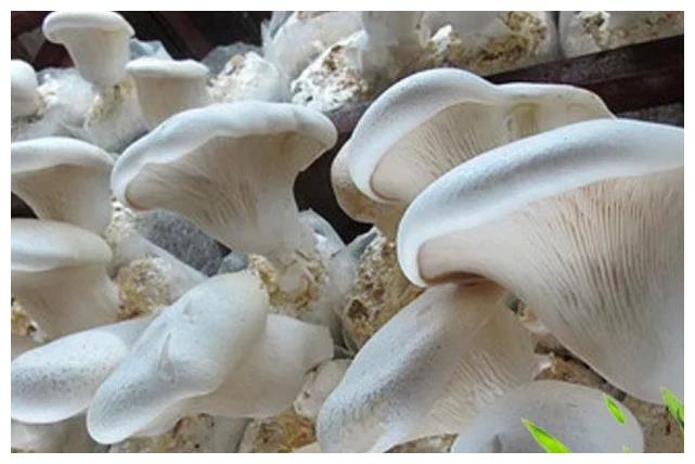 蘑菇洁白如玉,人称草原上的牛肝菌,煎炒烹炸风味百变极鲜美