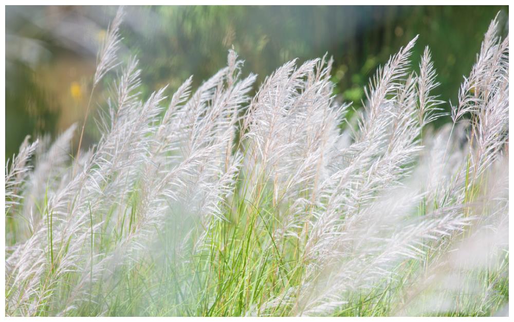 雪白荻花"上新",邛海湿地美得如梦似幻!|如梦|邛海|花秋_新浪新闻