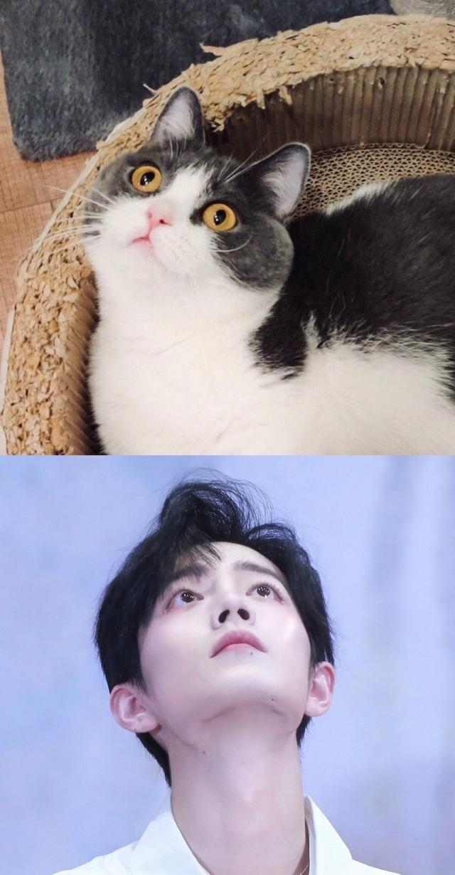 肖战派坚果出来营业啦比可爱吗那你们父女赢了