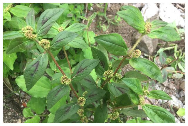 农村常见的"飞扬草",用来煮水作用多,家家户户都需要,看看吧__财经