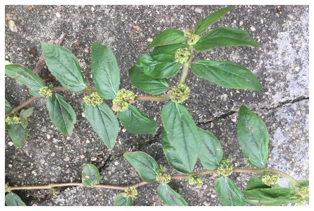 农村常见的"飞扬草",用来煮水作用多,家家户户都需要,看看吧__财经