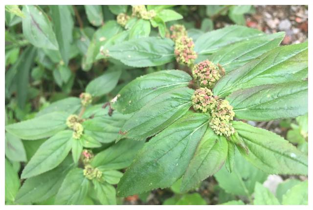 农村常见的"飞扬草",用来煮水作用多,家家户户都需要,看看吧__财经