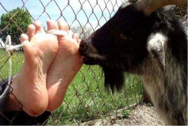 17世纪欧洲的这种刑罚用山羊来行刑犯人受刑时既开心又痛苦