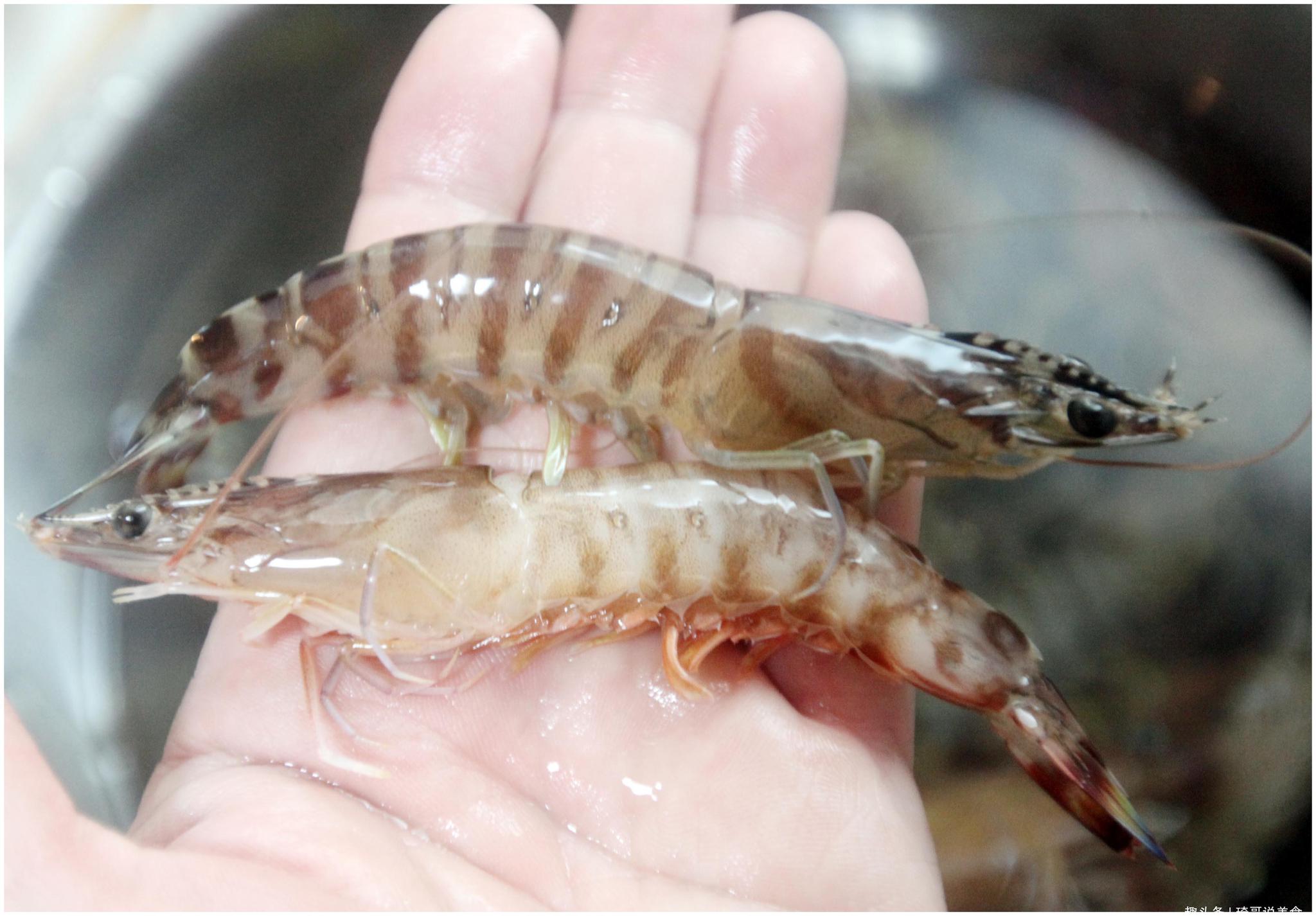 买基围虾怎样区分真假基围虾记住老渔民4招虾肉劲道口感好