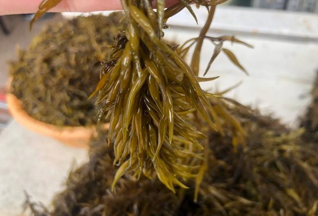 出口日本被称为"长寿菜",做成凉拌美味又健康|羊栖菜|长寿菜|海藻