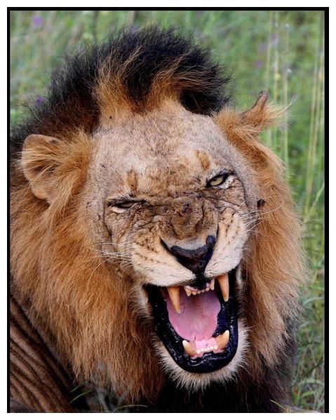 传奇雄狮联盟坏男孩又译黑手党