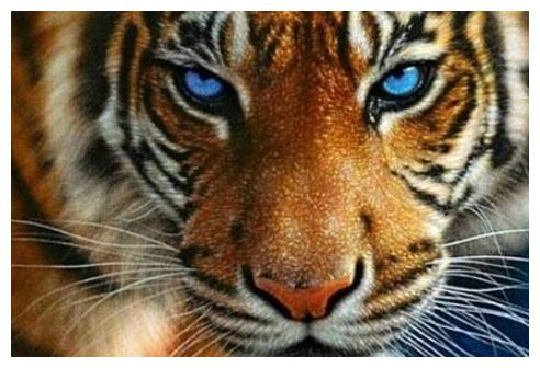 心理测试:三个老虎眼睛,哪一个最凶猛?测谁在觊觎你的成就