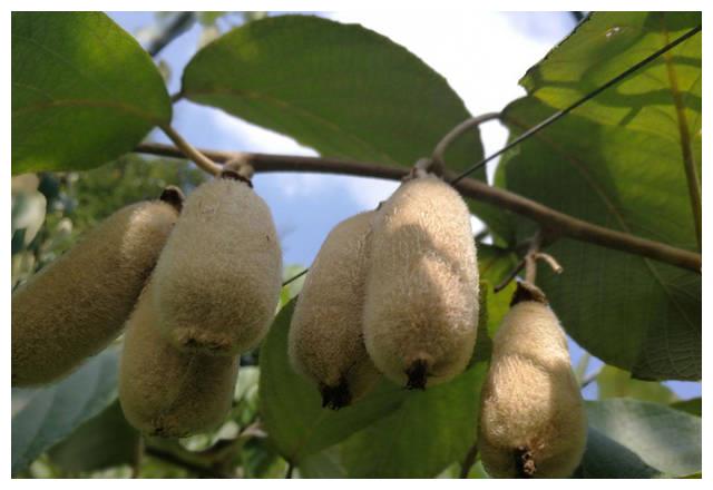 叫做"猫卵子",之所以叫这个名字,据村里的老人家说,这种野果长得和"猫