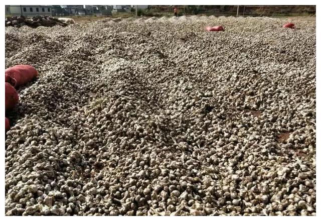 山东新蒜只卖8毛,老蒜零售价却高达6块,为何差别那么大?