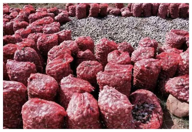 山东新蒜只卖8毛,老蒜零售价却高达6块,为何差别那么大?