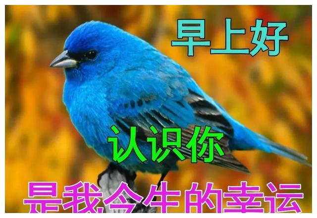 特别漂亮冬日早上好祝福动画图片早安问候祝福动态水果图片表情