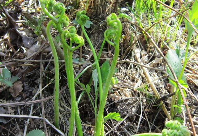 它素有 山珍之王 之称 一斤能卖元 可惜含致癌物 您吃过吗 蕨菜 山珍 植物 新浪新闻