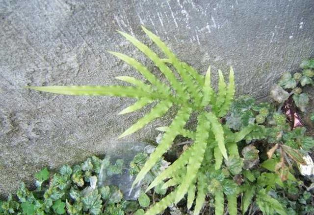 农村这种草,能抗癌能解毒,极为珍贵,野外不常见,遇见请重视!