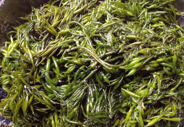出口日本被称为"长寿菜",做成凉拌美味又健康|羊栖菜|长寿菜|海藻