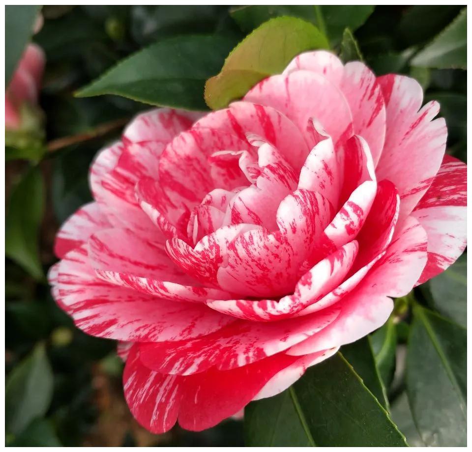 花期长好养护的茶花,这14个经典品种,真的美极了|茶花|花瓣|花色_新浪