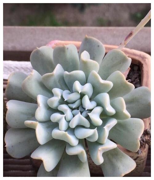 特玉莲一开始是长这样子的,叶子跟别的多肉不一样,叶子像长反了又有点