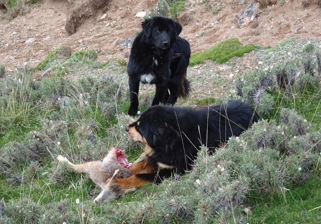金钱豹藏獒皆出现在雪豹的生活区域为何藏獒比豹子威胁更大