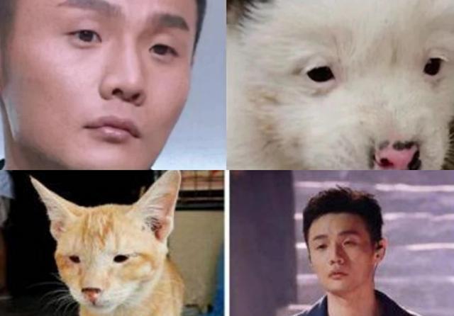 盘点娱乐圈撞脸小动物的明星,王源撞脸兔子,孙红雷撞脸狗狗_高清图集